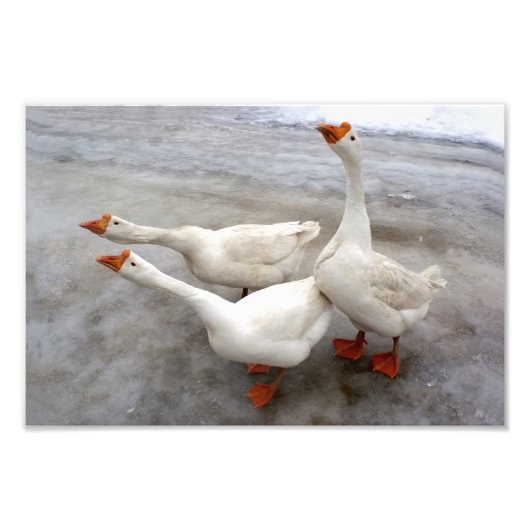 Geese wit foto afdruk (Voorkant)