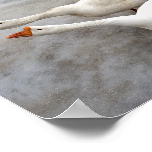 Geese wit poster (Hoek)