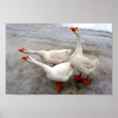 Geese wit poster (Voorkant)
