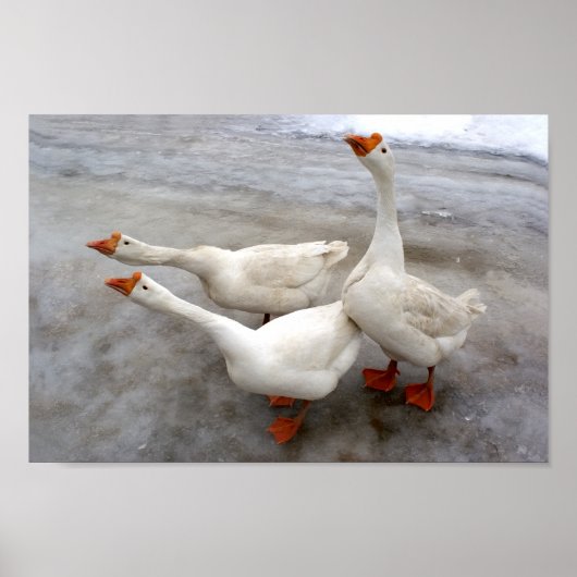 Geese wit poster (Voorkant)