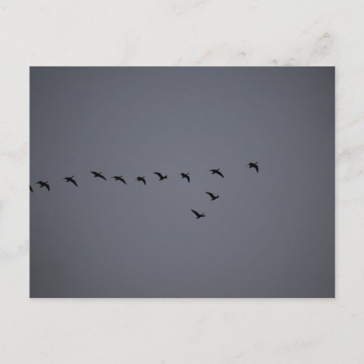 Geese's briefkaart (Voorkant)