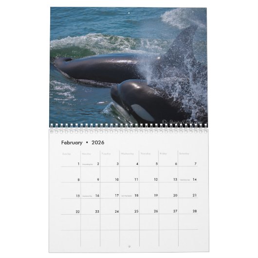 Geest Orca Killer Whales Calendar Kalender (Feb 2026)