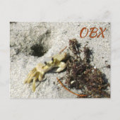 Geestkrab OBX NC Fotografisch Briefkaart (Voorkant)