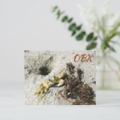Geestkrab OBX NC Fotografisch Briefkaart (Staand voorkant)