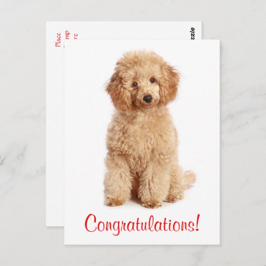 Gefeliciteerd Apricot Poedel Puppy Dog Briefkaart (Voorkant / Achterkant)