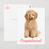 Gefeliciteerd Apricot Poedel Puppy Dog Briefkaart (Voorkant / Achterkant)