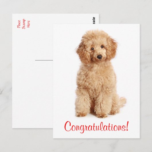 Gefeliciteerd Apricot Poedel Puppy Dog Briefkaart (Voorkant / Achterkant)