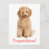 Gefeliciteerd Apricot Poedel Puppy Dog Briefkaart (Voorkant)