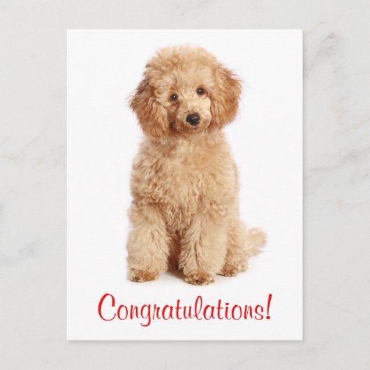 Gefeliciteerd Apricot Poedel Puppy Dog Briefkaart (Voorkant)