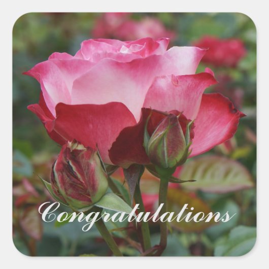 Gefeliciteerd Cherry Parfait Roos #1-2 Vierkante Sticker (Voorkant)