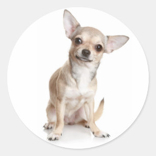 Gefeliciteerd Chihuahua Puppy Sticker