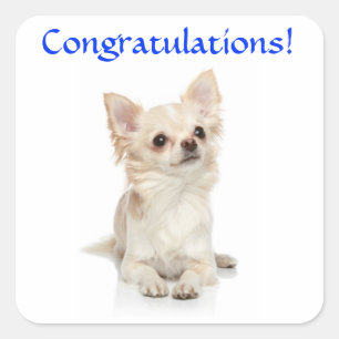 Gefeliciteerd Chihuahua Puppy Sticker