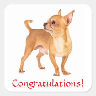Gefeliciteerd Chihuahua Puppy Sticker