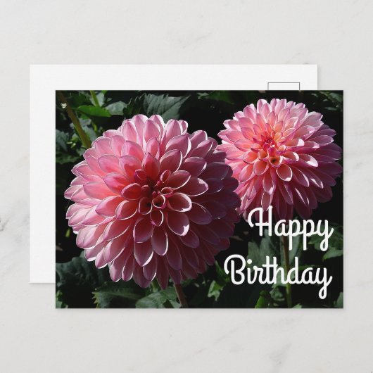Gefeliciteerd Dahlia Valley Porcupine #1 Ansichtka Briefkaart (Voorkant / Achterkant)