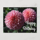 Gefeliciteerd Dahlia Valley Porcupine #1 Ansichtka Briefkaart (Voorkant)