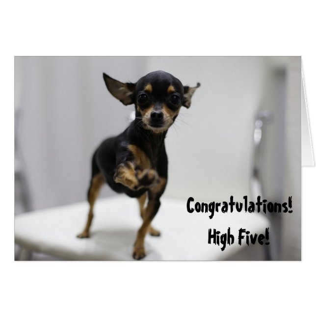 Gefeliciteerd High Five Dog Schattige Chihuahua Fu (Voorkant Horizontaal)