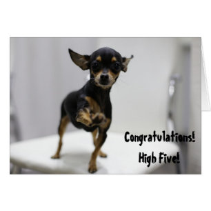 Gefeliciteerd Hoge Vijf Hond Mooie Chihuahua Grapp