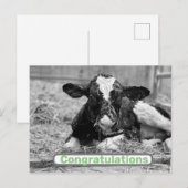 Gefeliciteerd kaart met nieuw kalfje (Voorkant / Achterkant)