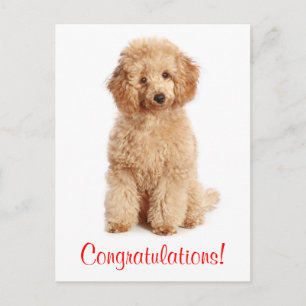 Gefeliciteerd met Abriot Poodle Puppy Dog Briefkaa Briefkaart