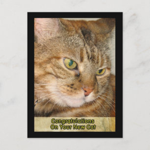 Gefeliciteerd met je nieuwe kat briefkaart