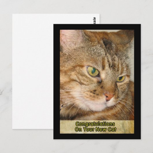 Gefeliciteerd met je nieuwe kat briefkaart (Voorkant / Achterkant)