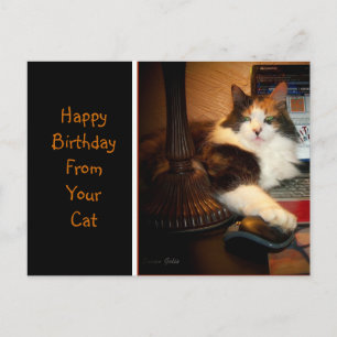 Gefeliciteerd met je verjaardag van je kat wenskaa briefkaart