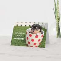 Gefeliciteerd met nieuwe puppy, adoptie Chihuahua