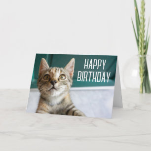 Gefeliciteerd verjaardag   Cute Tabby Kitten Kaart
