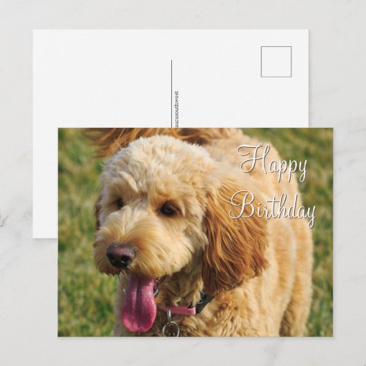 Gefeliciteerd Verjaardag Goldendoodle Hond Briefkaart (Voorkant / Achterkant)