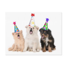 Gefeliciteerd verjaardag puppy's