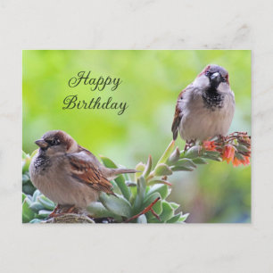 Gefeliciteerd Verjaardag Twee Mooie Musjes Briefkaart