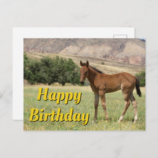 Gefeliciteerd Verjaardag Veulen Briefkaart (Voorkant / Achterkant)