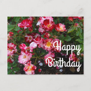 Gefeliciteerd Verjaardag Vier Juli Roos #1 Ansicht Briefkaart