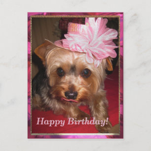 Gefeliciteerd Yorkie Briefkaart
