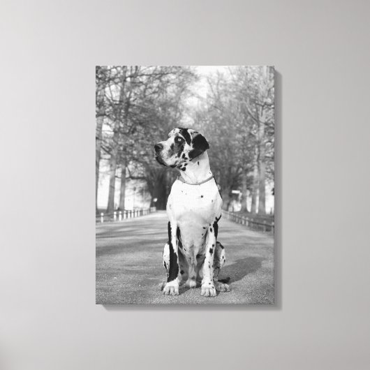 Gefleckte Deutsche Dogge Canvas Afdruk (Voorkant)