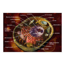 Gegeneraliseerd poster van dierlijke cellen