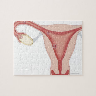 Gegestruiseerde eieren die embryo's worden legpuzzel