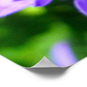 Gegroepeerde bloem (Campanula glomerata Superba) Poster (Hoek)