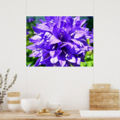 Gegroepeerde bloem (Campanula glomerata Superba) Poster (Keuken)