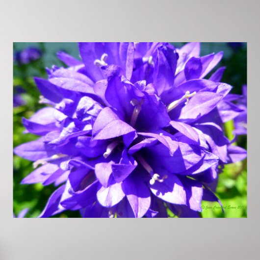 Gegroepeerde bloem (Campanula glomerata Superba) Poster (Voorkant)