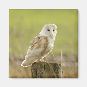 Geheim Owl Bird Animal Peace Love Destiny Magneet