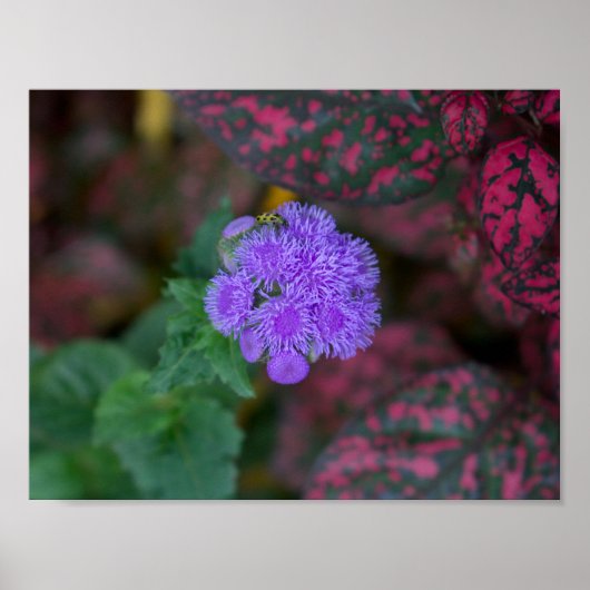 Geheime bok op een geheim Plant Poster (Voorkant)