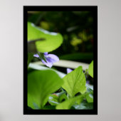 Geheime Poster voor Violet Floral Fotografie (Voorkant)