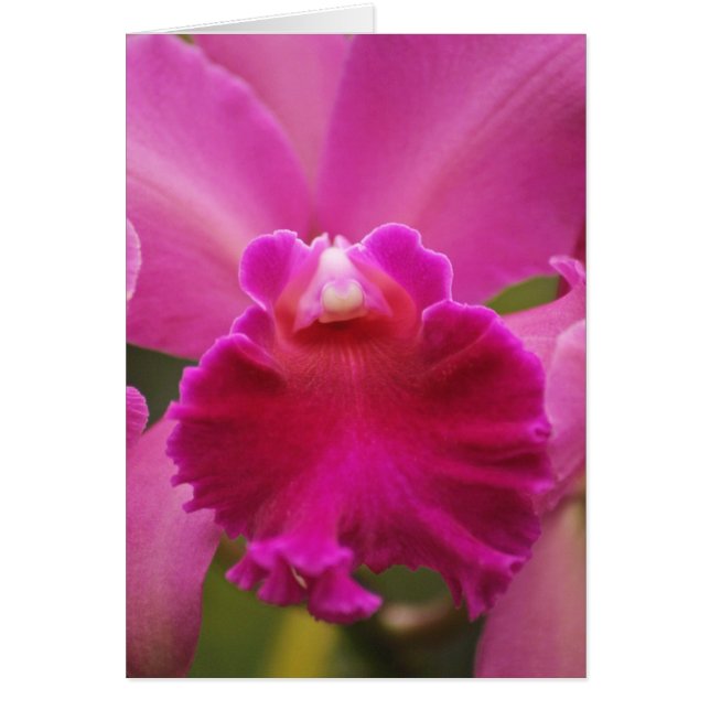 Geheimelijk Orchid (Voorkant)
