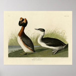Gehoornde Grebe van John Audubon's Birds of Americ Poster