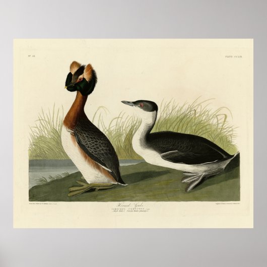 Gehoornde Grebe van John Audubon's Birds of Americ Poster (Voorkant)