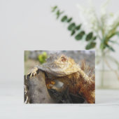 gehoornde hagedis briefkaart (Staand voorkant)