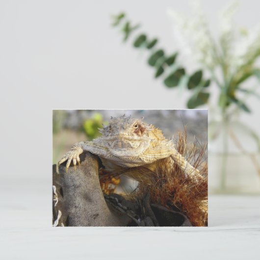 gehoornde hagedis briefkaart (Staand voorkant)