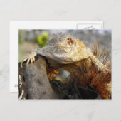 gehoornde hagedis briefkaart (Voorkant / Achterkant)