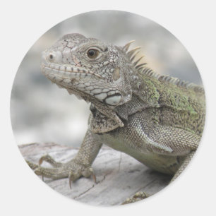 Gehoornde Iguana Sicker Ronde Sticker